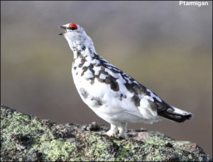 Ptarmigan14