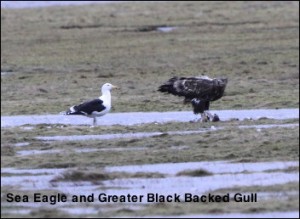 Sea Eagle