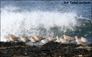 Godwits & Surf