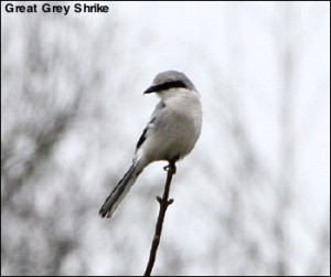 Great Grey Shrike