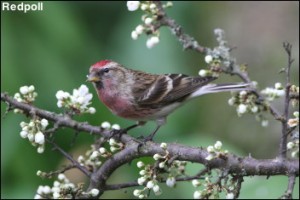 Redpoll14