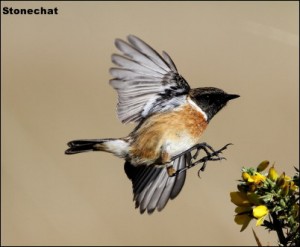 Stonechat14