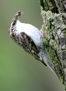 Treecreeper