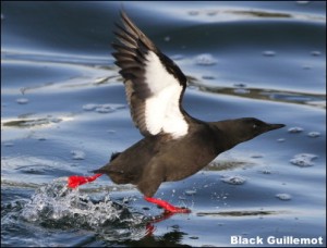 Black Guillemot