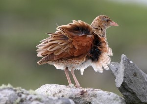 Corncrake