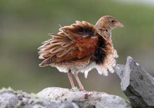 Corncrake