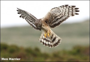 Hen Harrier14