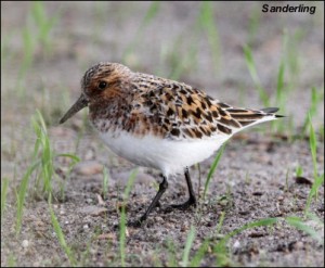 Sanderling