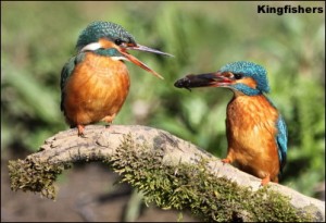 pair Kingfishers
