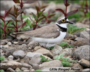 Little Ringed Plover