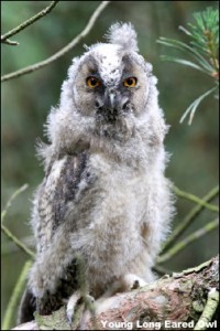 Long Eared Owl 14