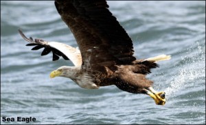 Sea Eagle