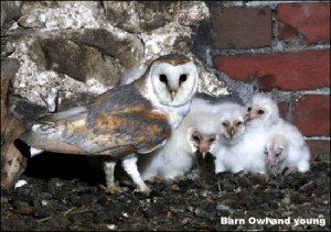 BarnOwl with young