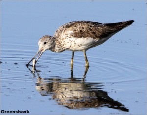 Greenshank