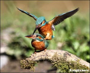 Kingfisher cop