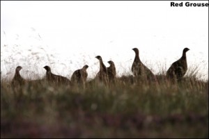 Red Grouse14