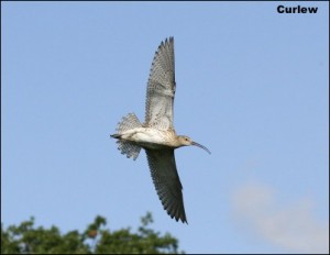 Curlew14