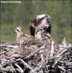 Osprey