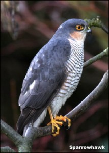 Sparrowhawk14