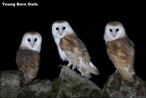 3 youmg BarnOwls