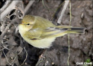 Chiff Chaff