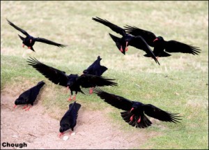 Chough tony