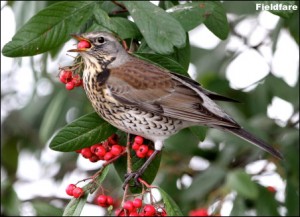 Fieldfare14