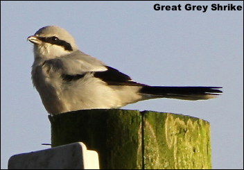 Great Grey Shrike