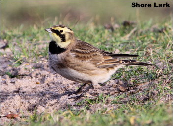 Shore Lark