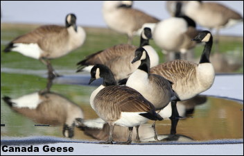 Canada Geese