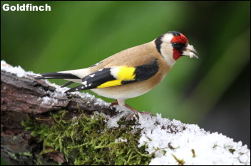 Goldfinch