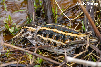 Jack Snipe