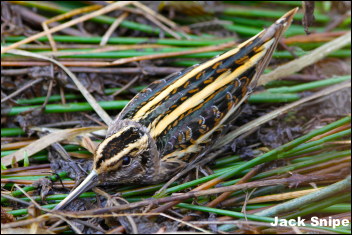 Jack Snipe