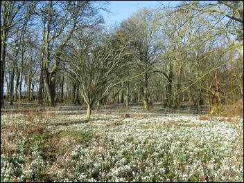 Snowdrops