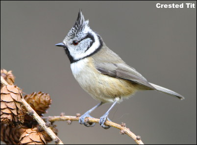 Crested Tit