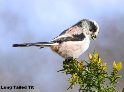 Long Tailed Tit