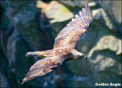 Golden Eagle