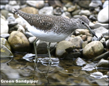 Green Sandpiper