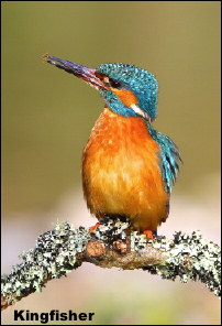 Kingfisher15