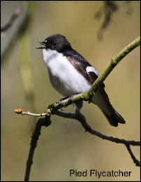 Pied Flycatcher