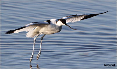 Avocet