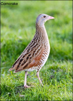 Corncrake15