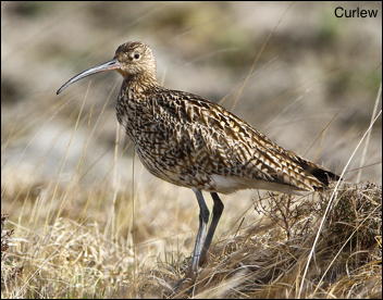 Curlew