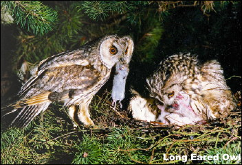 Long Eared Owl