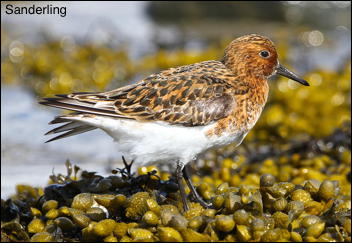 Sanderling