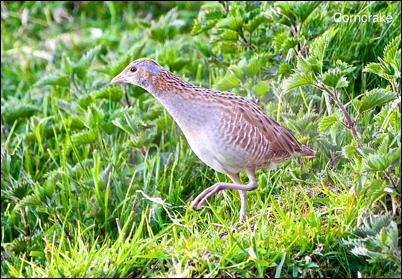 Corncrake