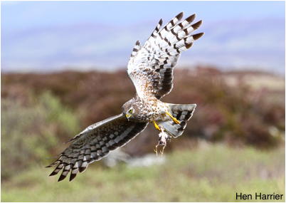 Hen Harrier