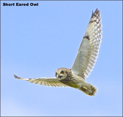 Short Eared Owl