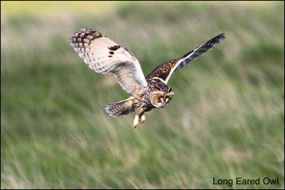 Long Eared Owl