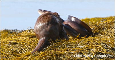 Otter Mull